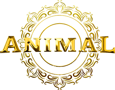 حیوان